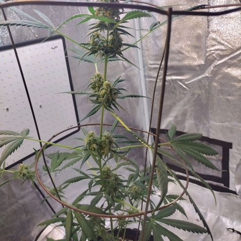 Alice In Wonderland  growlog timeline photo