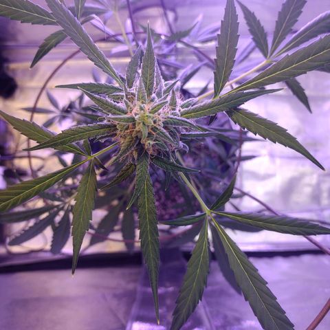 Alice In Wonderland  growlog photo: 4 1/2 weeks of flowering