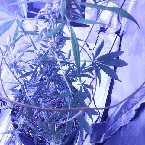 Alice In Wonderland  growlog photo: 4 1/2 weeks of flowering