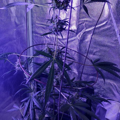 Alice In Wonderland  growlog photo: End week 6 of flowering