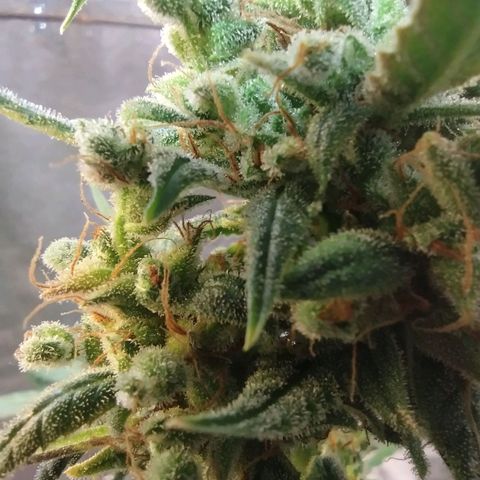Alice In Wonderland  growlog timeline photo