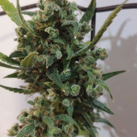 Alice In Wonderland  growlog photo: About to cut her down for drying!  Took longer than I thought, and I probably stunted her growth by switching to flowering too early, but still happy with the amount of bud here for a first time Sativa grow!!  