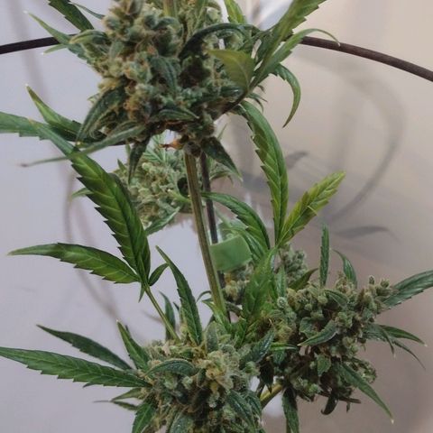 Alice In Wonderland  growlog photo: About to cut her down for drying!  Took longer than I thought, and I probably stunted her growth by switching to flowering too early, but still happy with the amount of bud here for a first time Sativa grow!!  
