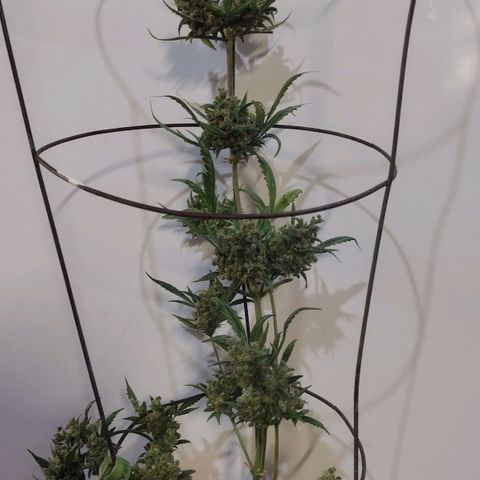 Alice In Wonderland  growlog photo: About to cut her down for drying!  Took longer than I thought, and I probably stunted her growth by switching to flowering too early, but still happy with the amount of bud here for a first time Sativa grow!!  