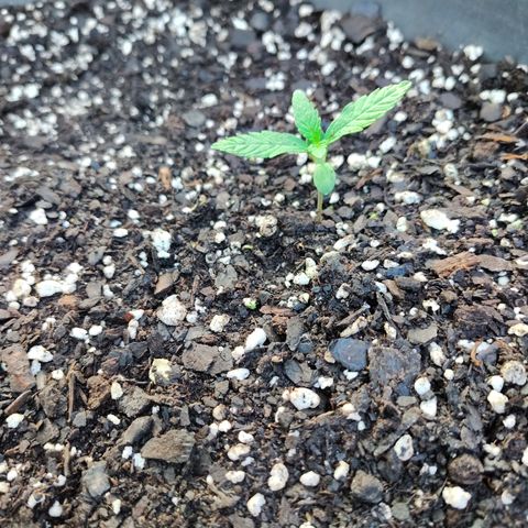 Pineapple Auto growlog timeline photo