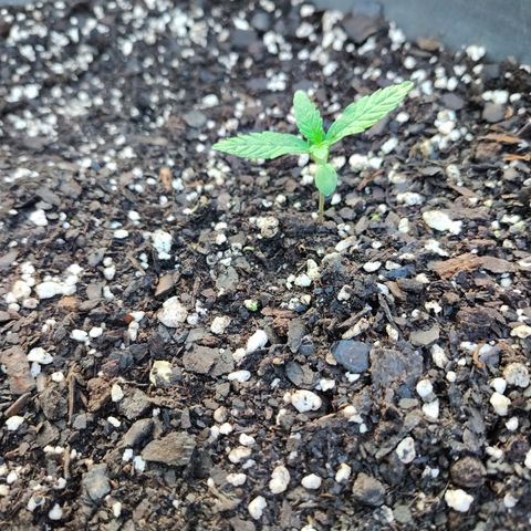 Pineapple Auto growlog timeline photo