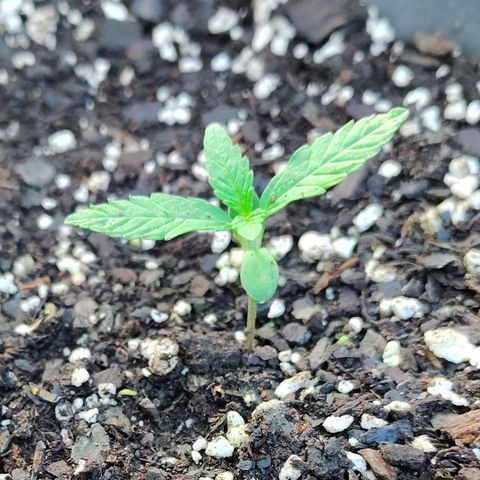 Pineapple Auto growlog timeline photo