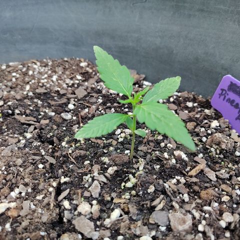 Pineapple Auto growlog timeline photo