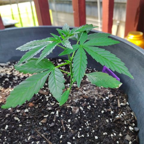 Pineapple Auto growlog timeline photo