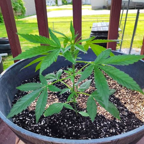 Pineapple Auto growlog timeline photo