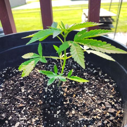 Juicy Fruit growlog timeline photo