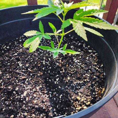 Juicy Fruit growlog timeline photo