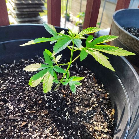 Juicy Fruit growlog timeline photo