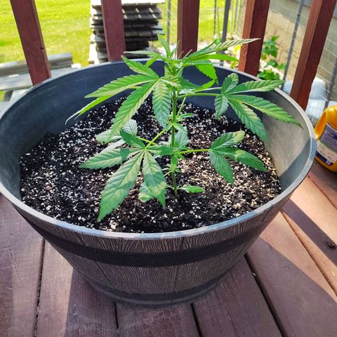 Pineapple Auto growlog timeline photo