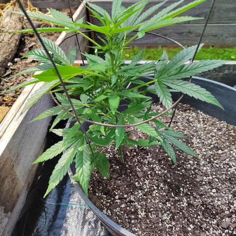 Pineapple Auto growlog timeline photo