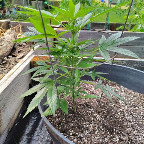 Juicy Fruit growlog timeline photo