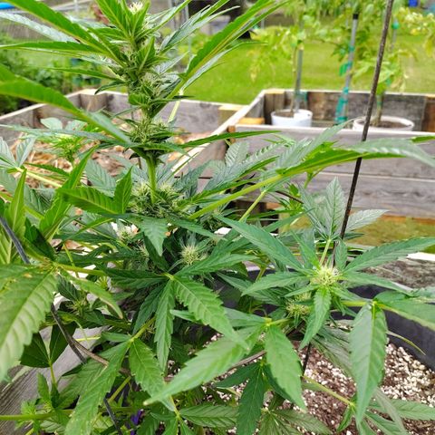 Pineapple Auto growlog timeline photo