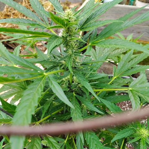 Pineapple Auto growlog timeline photo