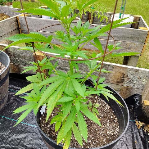 Juicy Fruit growlog timeline photo