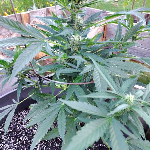 Pineapple Auto growlog timeline photo