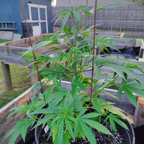 Juicy Fruit growlog timeline photo