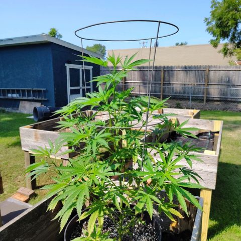 Juicy Fruit growlog timeline photo