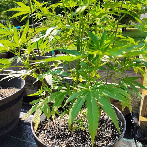 Juicy Fruit growlog photo: Looks much better after extra nutrients!  Will give nutrients weekly from now on instead of every other week.