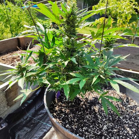 Pineapple Auto growlog timeline photo