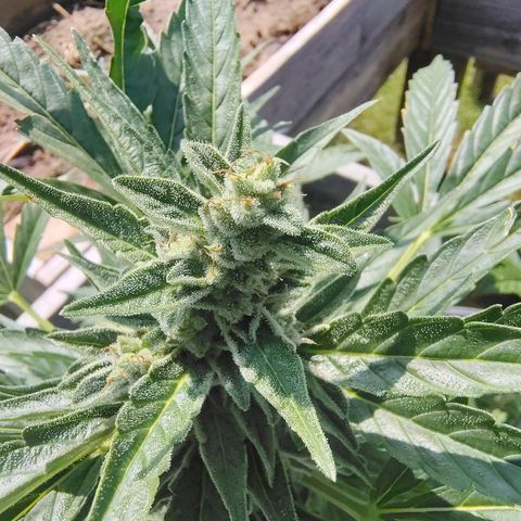 Pineapple Auto growlog photo: Looking good!  Torrential rain doesn't seem to have bothered her.  