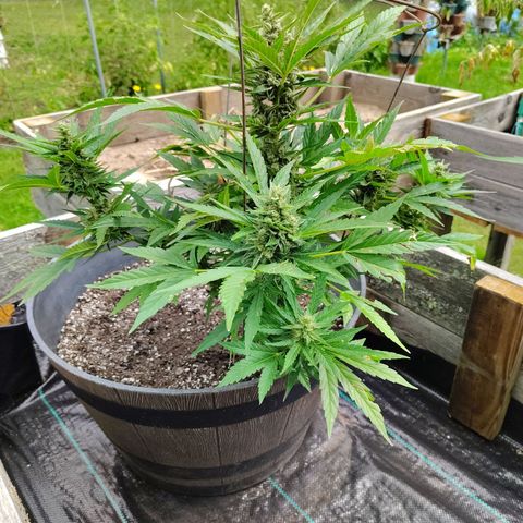 Pineapple Auto growlog timeline photo
