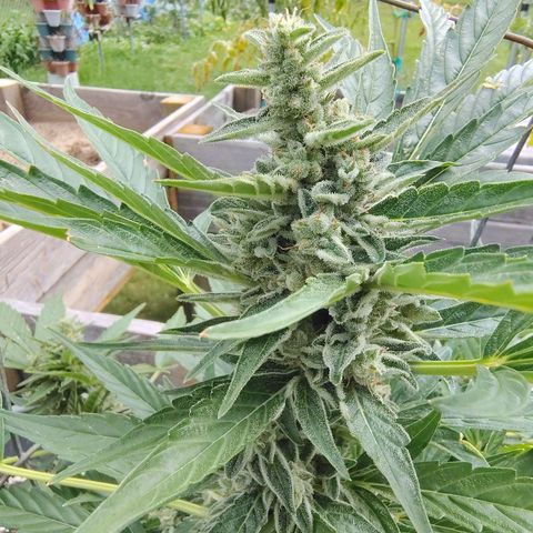 Pineapple Auto growlog timeline photo