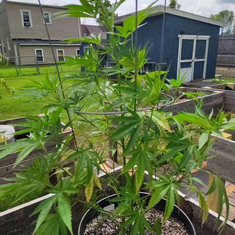 Juicy Fruit growlog photo: Looking ok, a bunch of the yellowed leaves have died and fallen off.  Rest of the plant still looks healthy.  Still no signs of flowering.  🤔