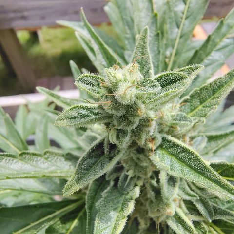 Pineapple Auto growlog timeline photo