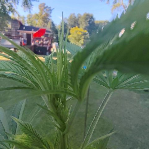 Juicy Fruit growlog photo: Definitely looking better, still a little bit of yellowing left, but nothing drastic like before