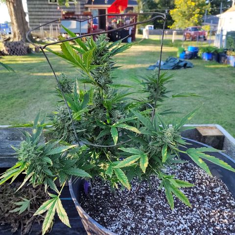 Pineapple Auto growlog photo: Looking good!  