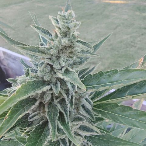 Pineapple Auto growlog photo: Looking good!  