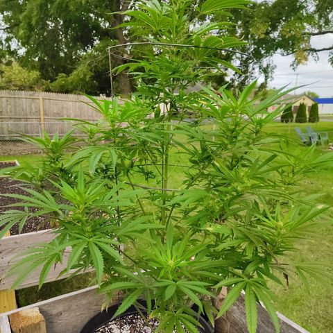 Juicy Fruit growlog timeline photo