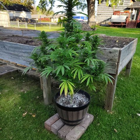 Juicy Fruit growlog timeline photo