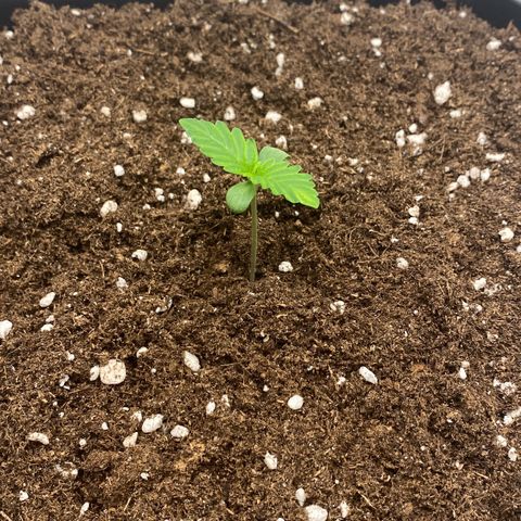 White Widow XXL Auto growlog timeline photo