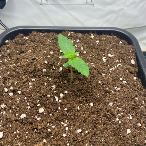 White Widow XXL Auto growlog timeline photo