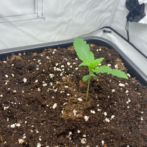 White Widow XXL Auto growlog timeline photo