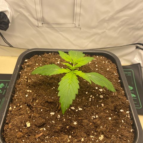 White Widow XXL Auto growlog photo: LUX auf 23700
