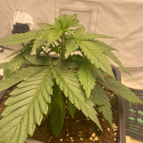 White Widow XXL Auto growlog timeline photo