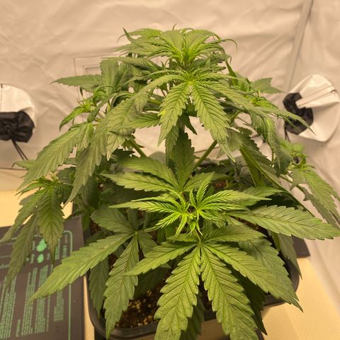 White Widow XXL Auto growlog timeline photo