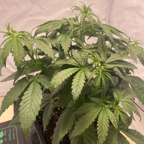 White Widow XXL Auto growlog timeline photo