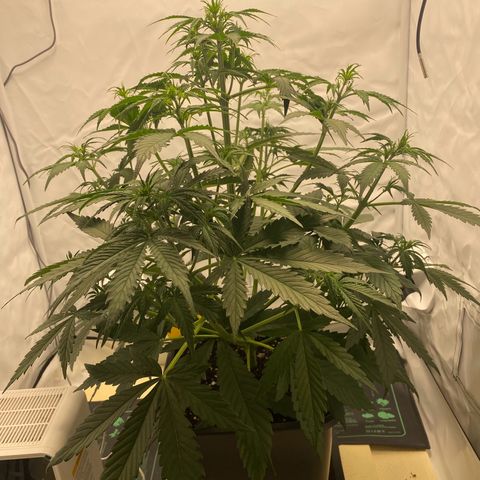 White Widow XXL Auto growlog timeline photo
