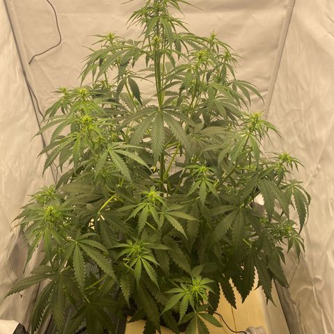 White Widow XXL Auto growlog photo: Höhe 75 cm