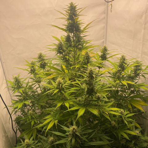 White Widow XXL Auto growlog timeline photo