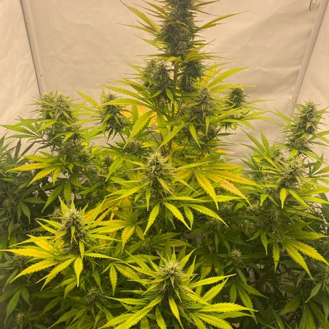 White Widow XXL Auto growlog timeline photo