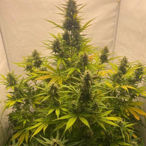 White Widow XXL Auto growlog timeline photo